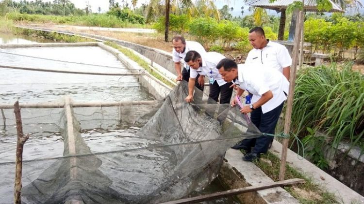 Kembangkan Benih Ikan Unggul, Pasaman Uji Coba Strain Baru Ikan Mas Hibrida